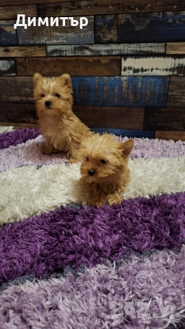 Йоркширски териер