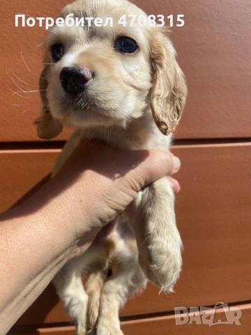 Кокер шпаньол момченце карамел, снимка 6 - Кокер шпаньол - 54156088