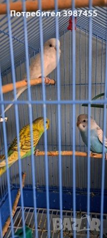 Продавам млади вълнисти папагали. Излюпени на 20.10.2025.