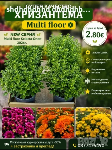 Кълбовидна хризантема 2.80€ за брой 