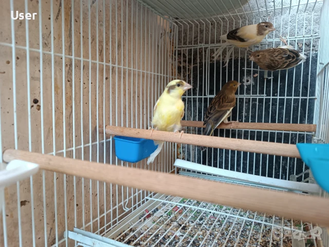 Канарчета, снимка 1