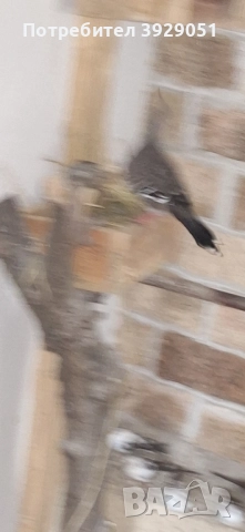 Продавам Австралийски качулати, снимка 7 - други­ - 51829312