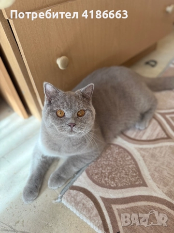 Британска късокосместа цвят люляк за разплод , снимка 9 - Британска късокосместа - 52412010