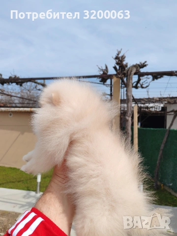 Померан мъжко , снимка 3 - Померан - 53985914