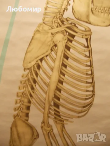 Старинно учебно табло Анатомия, снимка 7 - Антикварни и старинни предмети - 48677304