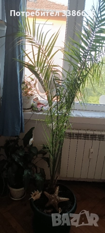 Канарска финикова палма 150-160см