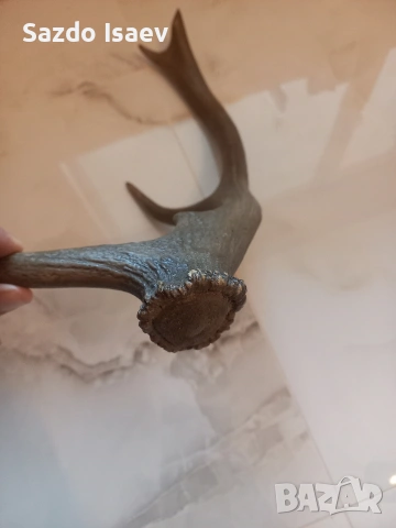 еленски рог , снимка 4 - Декорация за дома - 53957721