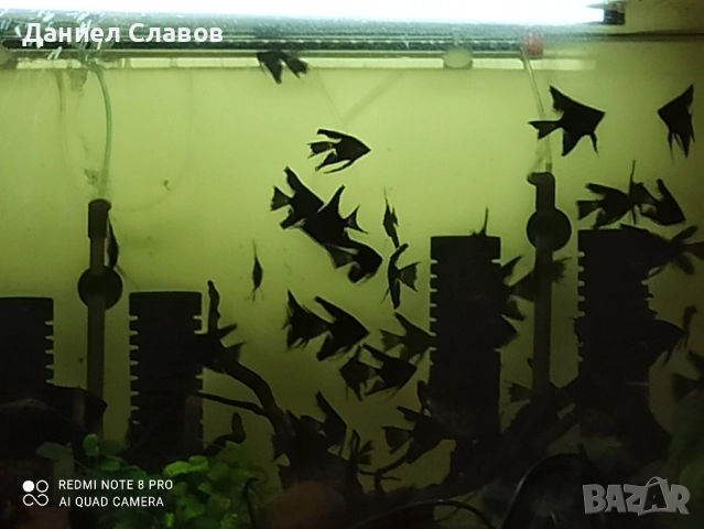 Черни воални скаларии на едро , снимка 5 - Рибки - 52003950