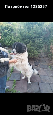 ПОДАРЯВАМ Каракачанска овчарка