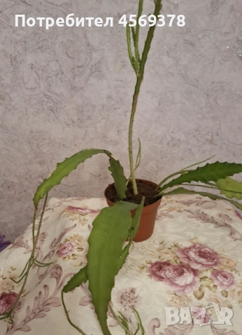 Епифилиум , снимка 4 - Стайни растения - 52168620