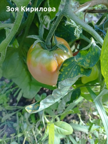 Разсад на домати от Елинпелинският край , снимка 10 - Разсади - 53932572