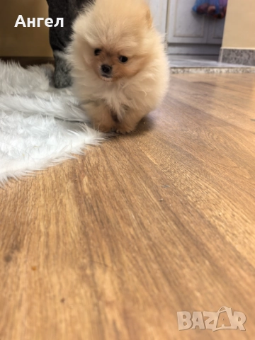 Померан, снимка 3 - Померан - 52946732