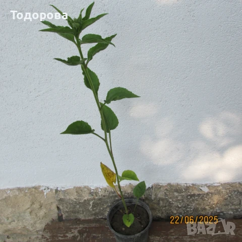 ехинацея лечебна , снимка 1