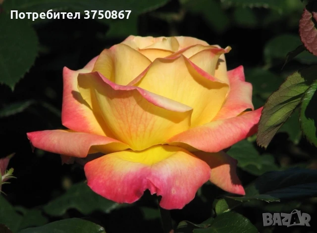 🌹 РОЗА 🌹 Oriental PEACE® Baipeace 🌹, снимка 4 - Градински цветя и растения - 51171382