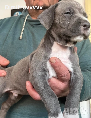 Продавам питбули , снимка 6 - Питбул - 52094738