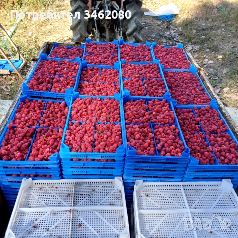 Разсад Малини, снимка 12 - Разсади - 52427655