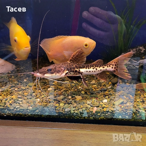 Сом хибрид 11см