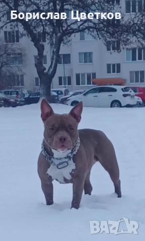 American bully pocket , снимка 9 - Други - 52962629