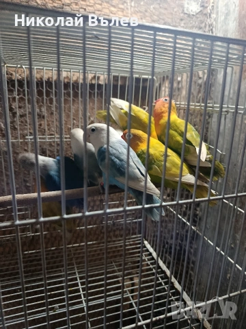 Неразделки , снимка 4 - Папагали - 54333354