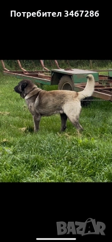 Мъжки Кангал, снимка 2 - Кангал - 52935585