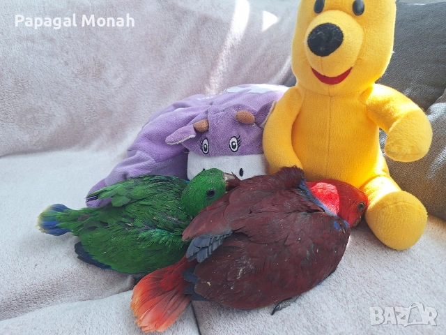 ръчно хранени папагали Еклектус , снимка 5 - Папагали - 54259693