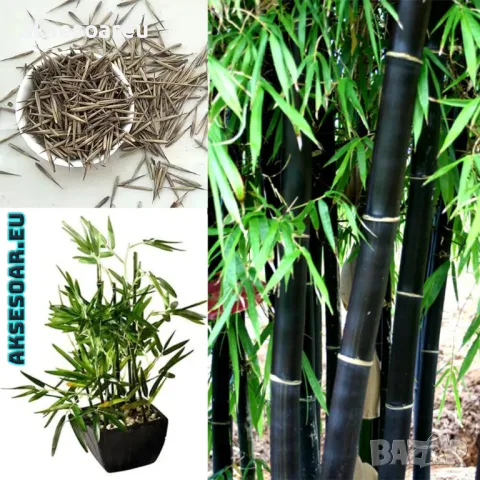 100 бр. висококачествени семена от черен бамбук - Phyllostachys nigra - Hardy Rare Privacy редки бам, снимка 16 - Сортови семена и луковици - 47663974