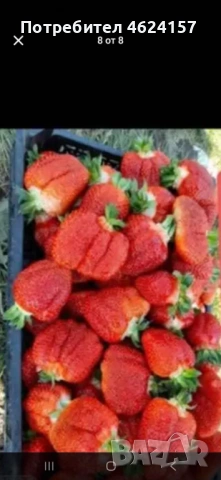 Продавам разсад ягоди