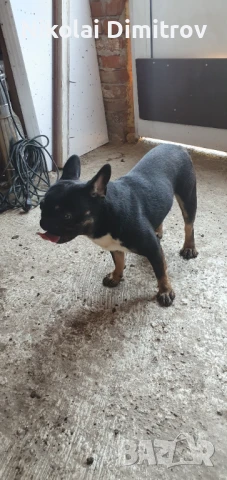 Френски булдог  със синя кръв доказан баща ва година и два месеца, снимка 1