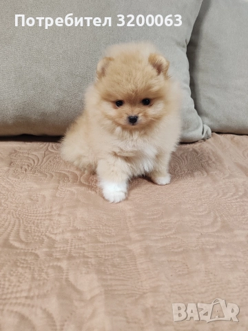 Померан мини мъжки и женско , снимка 4 - Померан - 52878318