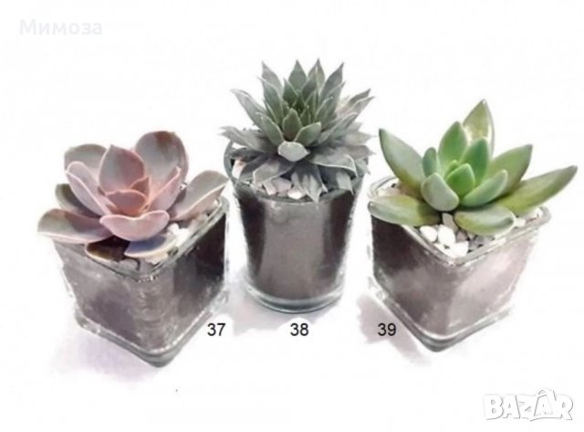 Сукуленти подаръци 