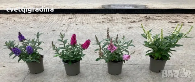 Buddleja davidii ‘Little Rockstars Red’ (Будлея червена – Литъл Рокстарс), снимка 3 - Градински цветя и растения - 55816723