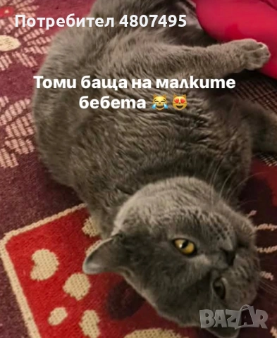 Продавам шотландски клепоухи малки котенца 😻, снимка 11 - Други - 54309809