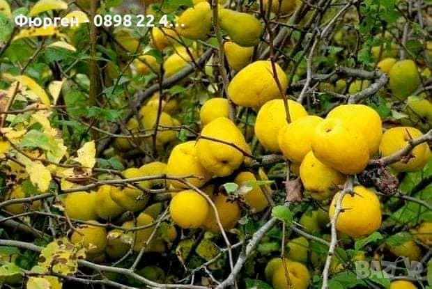 Японска дюля - Цидония, снимка 8 - Разсади - 41169747