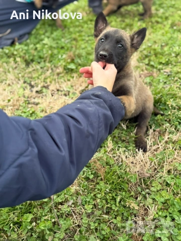 Чистокръвни белгийски овчарки, снимка 13 - Белгийска овчарка - 53026515