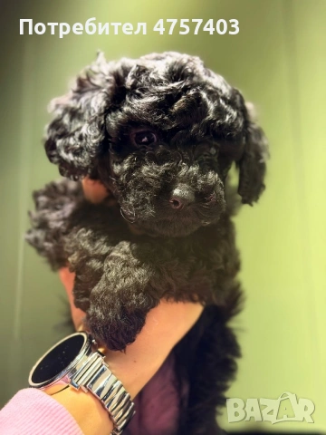 Пудел Той Момченце 