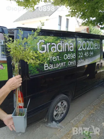 Жасмин - Студоустойчив, снимка 2 - Разсади - 49214966