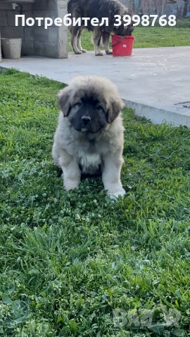 Кавказка овчарка