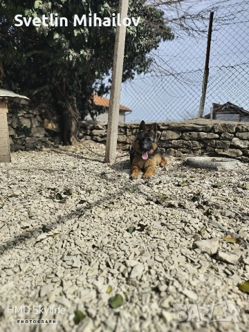 Продавам Женска Немска овчарка , снимка 2 - Немска овчарка - 54127570