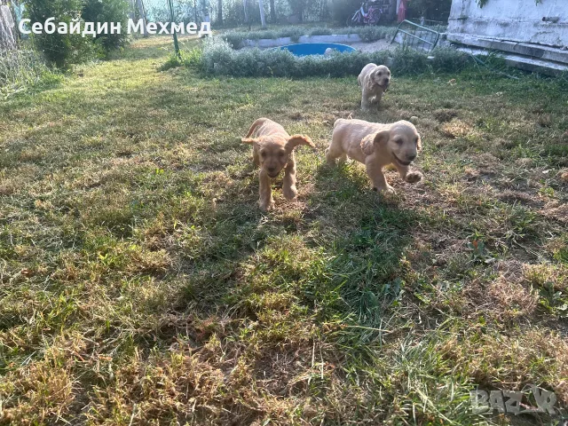 Кокер шпаниьол , момче и момиче с първа ваксина!