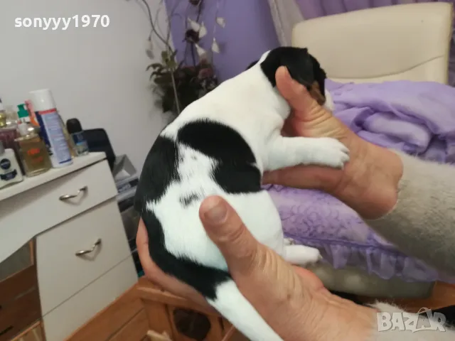ДЖАК РЪСЕЛ БЕБЕТА-ПРОДАВАМЕ-РОДЕНИ 19/12/24г 2801250614, снимка 18 - Джак ръсел териер - 48857182