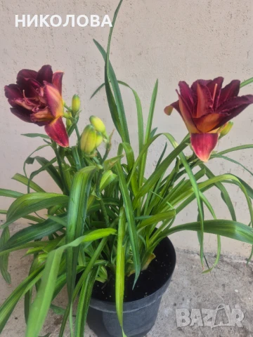 ХЕМЕРОКАЛИС