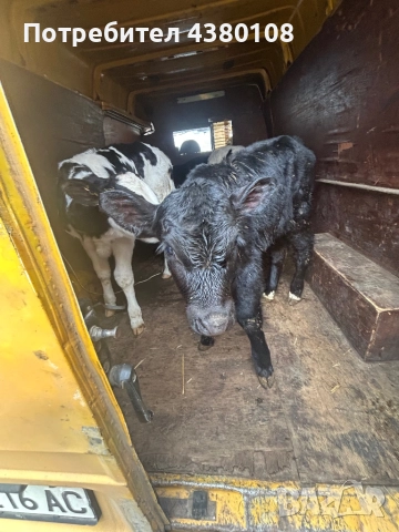 Свободни сукалчета мъжки, снимка 2 - Крави - 52832427