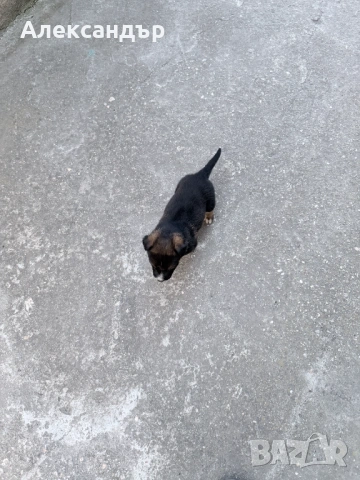 Подарявам мъжко кученце на около месец, снимка 8 - Други - 54114271