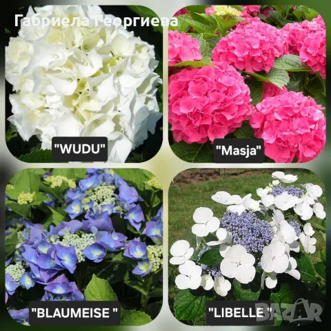 Хортензия за сянка 