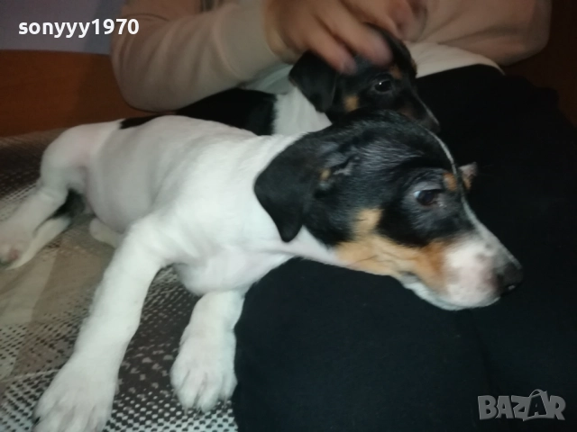 ДЖАК РЪСЕЛ КУТРЕ-ПОСЛЕДНА БРОЙКА-ЖЕНСКО 2610250706, снимка 9 - Джак ръсел териер - 52182513