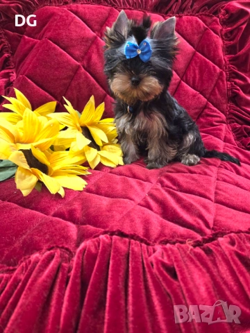 йоркширски териер, снимка 4 - Йоркширски териер - 54128352