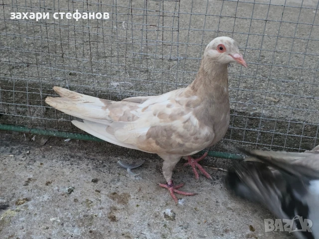 Римски гълъби (Рьомери), снимка 8 - Гълъби - 51181839