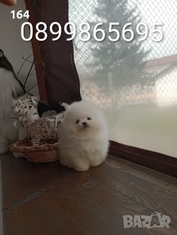 Чисто бял миниатюрен мини Померан. Реални снимки от 21.03.26, снимка 5 - Померан - 53885669