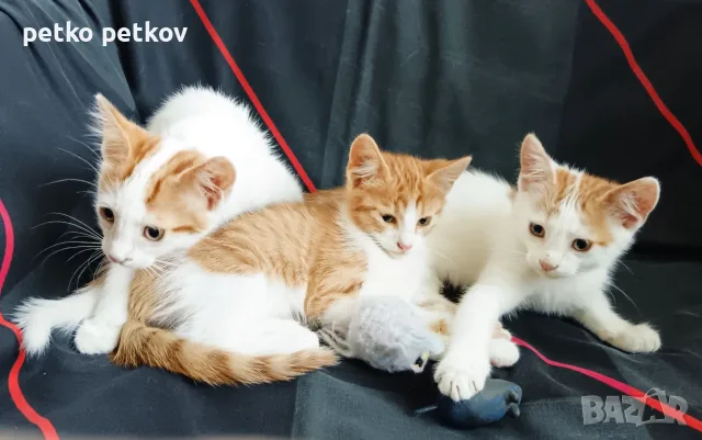 Подарявам малки котенца на три месеца, снимка 2 - Други - 56067925