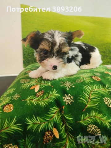 йорки Бивер, снимка 2 - Йоркширски териер - 50984414